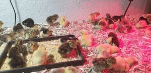 Chinesiche Zwergwachteln abzugeben 