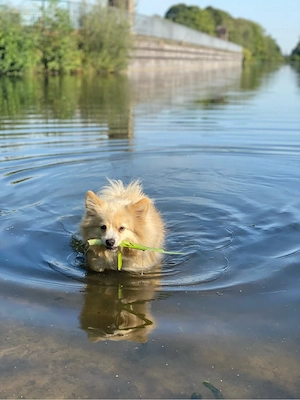 Traum-Zuhause SUCHT Zwergspitz Pomeranian