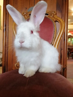 Satin Angora Kaninchen (Rammler) Merlin