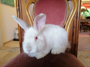 Satin Angora Kaninchen (Rammler) Merlin Bild 2