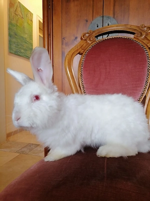 Satin Angora Kaninchen (Rammler) Merlin Bild 5