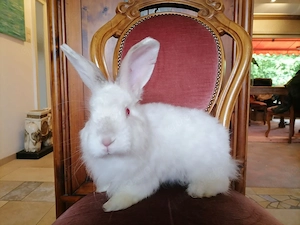 Satin Angora Kaninchen (Rammler) Merlin Bild 4
