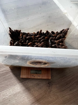 Argentinische Waldschaben Blaptica dubia