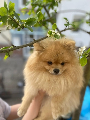 Zwergspitz (Pomeranian)