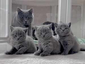 BKH Kitten reinrassig