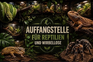 platz für dein Reptil   Spinne 
