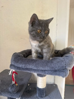 baby katze
