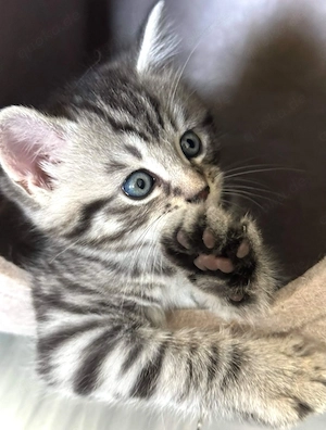 Bkh&blh kitten