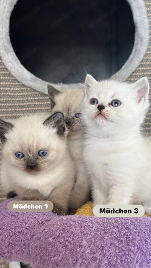 BKH Kitten *Abgabebereit*