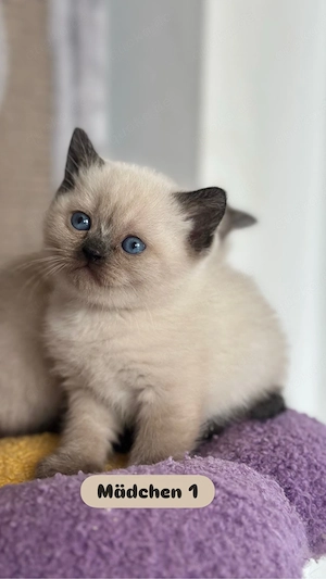 BKH Kitten *Abgabebereit*
