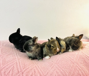 Zuckersüße Zwergkaninchen Babys Farbenzwerg Minilop Löwenköpfchen 