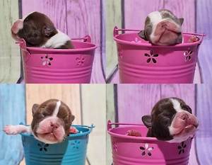 Boston Terrier Welpen Hündin 