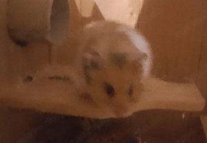 hamster Gold