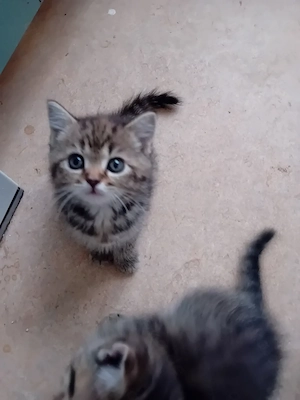 Britisch kurz harre kitten 