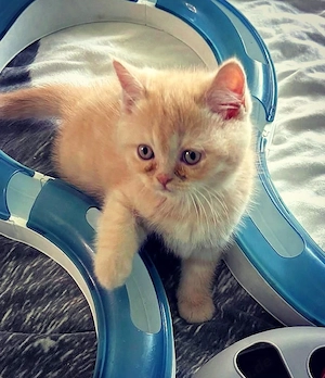 BKH zuckersüßer kleiner Kuschelbär 