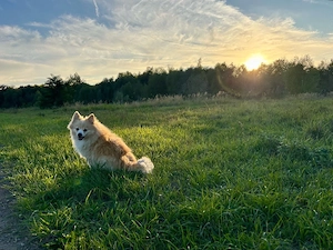 Traum-Zuhause SUCHT Zwergspitz Pomeranian