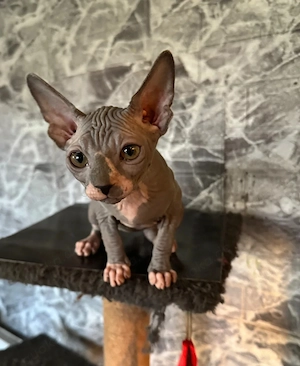    Canadian Sphynx Kätzchen   Liebevoll, gesund & sofort bereit   