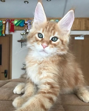 Geimpfte Maine-Coon-Kätzchen