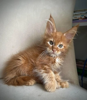 Reinrassige Maine-Coon-Kätzchen