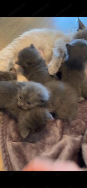 3 weibliche plus die Mutter die Mutter ist  3,5 Jahre , gesunde Haus-katzen, geboren am 23.03.2026. 