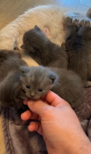 3 weibliche plus die Mutter die Mutter ist  3,5 Jahre , gesunde Haus-katzen, geboren am 23.03.2026.  Bild 2