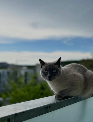 3 weibliche plus die Mutter die Mutter ist  3,5 Jahre , gesunde Haus-katzen, geboren am 23.03.2026.  Bild 5