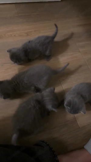 3 weibliche plus die Mutter die Mutter ist  3,5 Jahre , gesunde Haus-katzen, geboren am 23.03.2026.  Bild 3