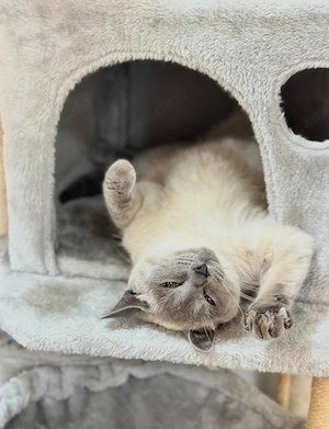 3 weibliche plus die Mutter die Mutter ist  3,5 Jahre , gesunde Haus-katzen, geboren am 23.03.2026.  Bild 6
