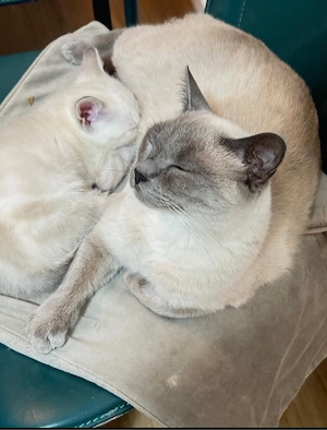 3 weibliche plus die Mutter die Mutter ist  3,5 Jahre , gesunde Haus-katzen, geboren am 23.03.2026.  Bild 7