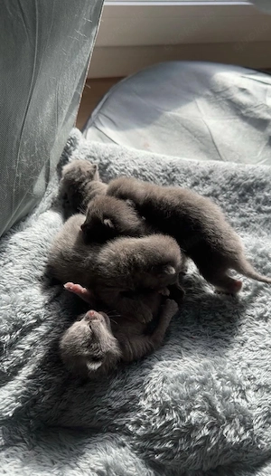 3 weibliche plus die Mutter die Mutter ist  3,5 Jahre , gesunde Haus-katzen, geboren am 23.03.2026.  Bild 10