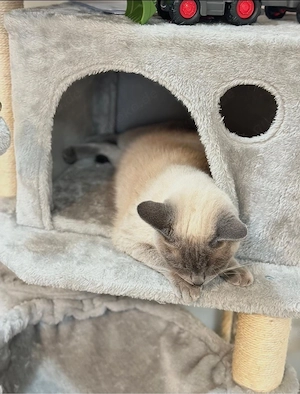 3 weibliche plus die Mutter die Mutter ist  3,5 Jahre , gesunde Haus-katzen, geboren am 23.03.2026.  Bild 9