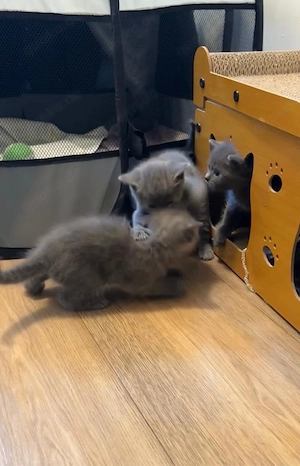 3 weibliche plus die Mutter die Mutter ist  3,5 Jahre , gesunde Haus-katzen, geboren am 23.03.2026.  Bild 8