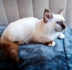 Bezaubernde reinrassige Heilige Birma Kitten mit tiefblauen Augen