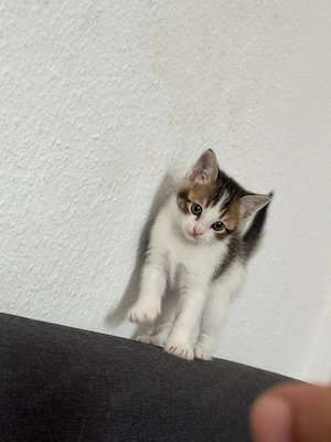 Süßer, verspielter Kater in liebevolle Hände abzugeben Bild 3