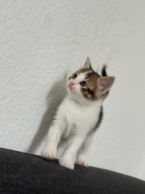 Süßer, verspielter Kater in liebevolle Hände abzugeben Bild 2