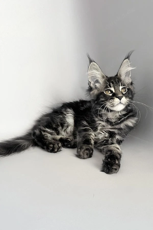 Wunderschönes, 4 Monate altes Maine-Coon-Kätzchen sucht ein liebevolles Zuhause     