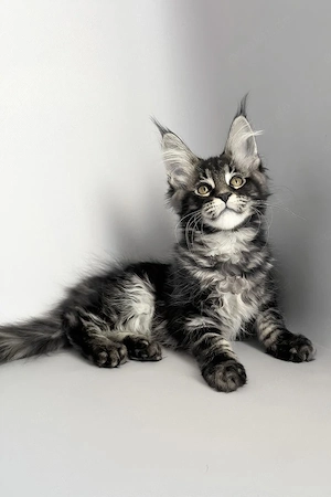 Wunderschönes, 4 Monate altes Maine-Coon-Kätzchen (weiblich)   sucht ein Zuhause für immer     