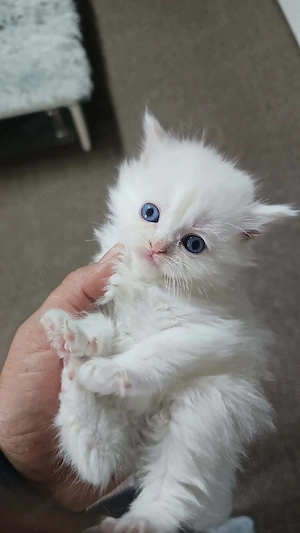 Wunderschöne, verspielte und liebevolle katzen suchen ein neues Zuhause   