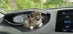 Wunderschöne, verspielte und liebevolle katzen suchen ein neues Zuhause   