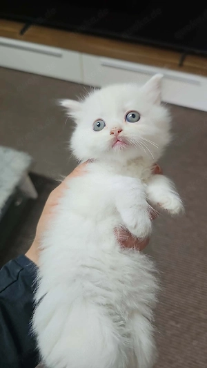 Wunderschöne, verspielte und  liebevolle katzen suchen ein neues Zuhause     