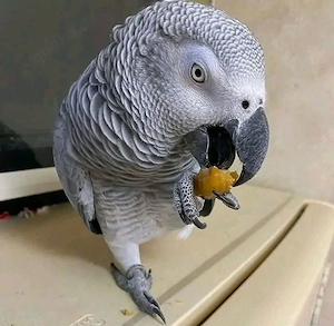 Mawcaw-Papagei 