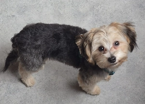 Yorkshire Terrier Pudel Mix Rüde sucht ein liebevolles Zuhause 