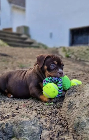 Wunderschöne American Bully Hündin, 14 Wochen alt, top versorgt & bereit für ihr neues Zuhause!!