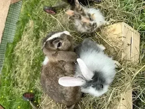 Zwergkaninchen, Männchen, Widdermix, Kaninchen kastriert, Kastrat Bild 2