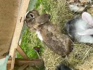 Zwergkaninchen, Männchen, Widdermix, Kaninchen kastriert, Kastrat