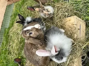 Zwergkaninchen, Männchen, Widdermix, Kaninchen kastriert, Kastrat Bild 3