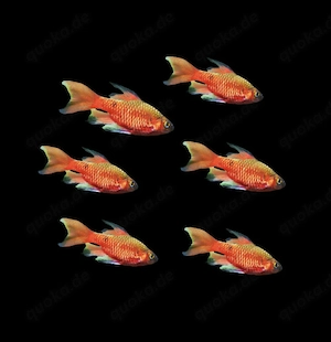 Prachtbarben Pethia conchonius
