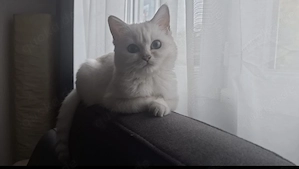 Weiße Katze mit blauen Augen - sehr lieb 
