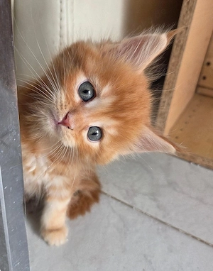Maine Coon 