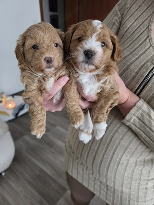 Maltipoo 2 Rüden noch frei